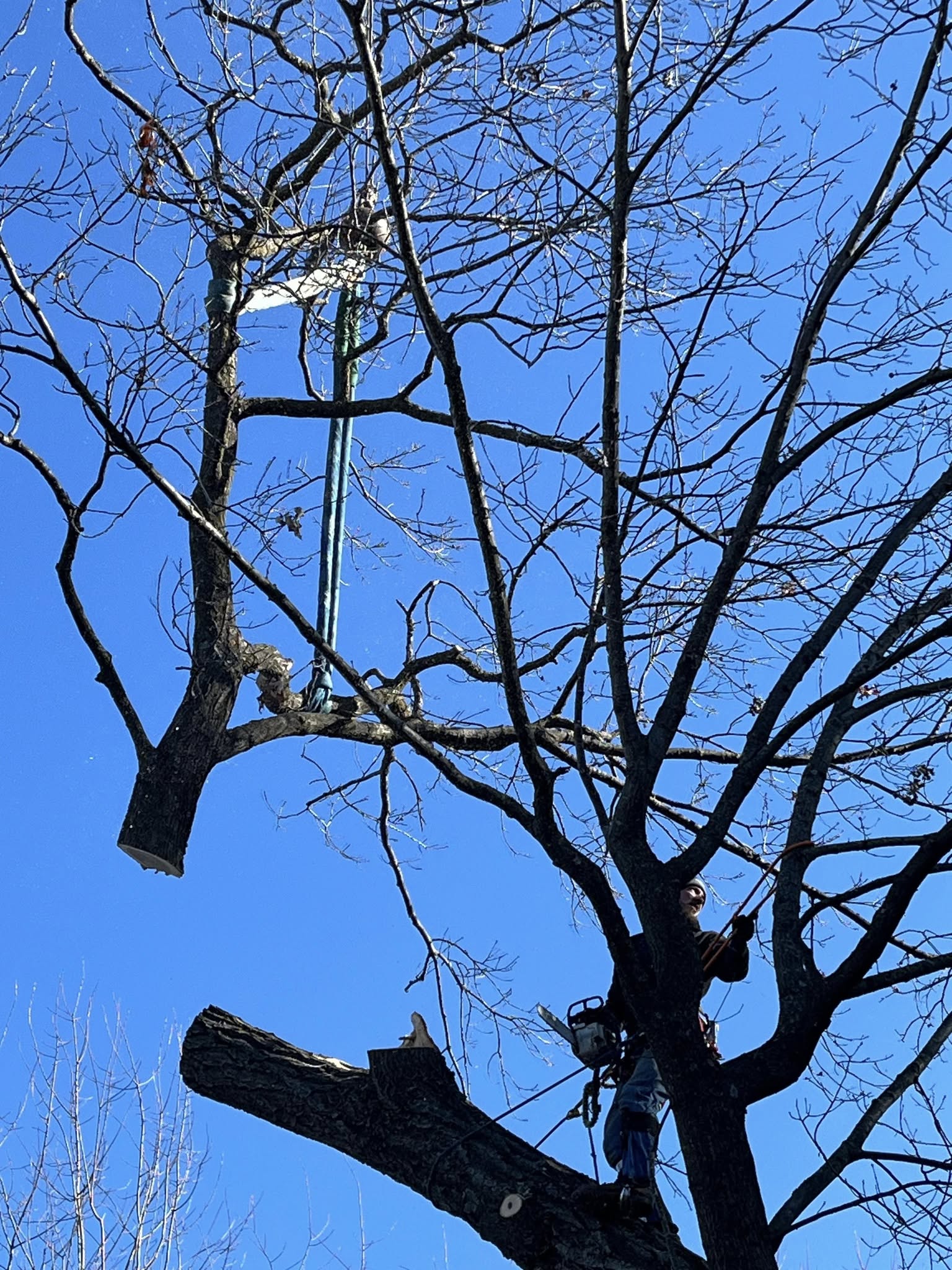 Climber working high in a tree canopy